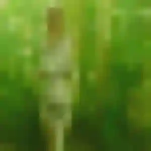 Quitterie, 43 ans, veut un rencontre sexy à Steenwerck